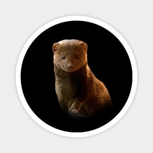 Dwarf mongoose Magnet